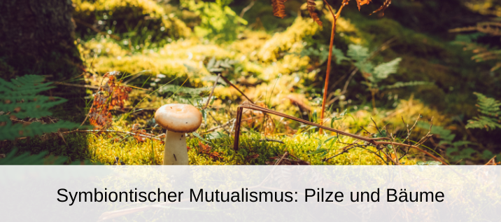 symbiontischer mutualismus